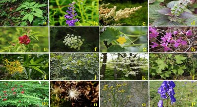 Medicinal and Edible Plants Used by the Daur People