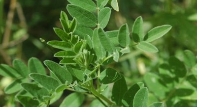 Astragalus Plant Extracts as a Potential Remedy for Ulcerative Colitis