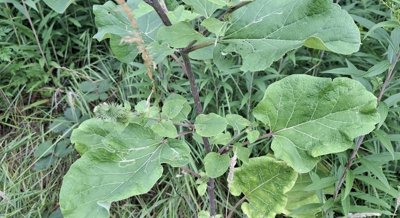 How Seed Germination Is Affected by Chemical Changes in Burdock Plant