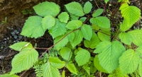 Exploring a Herbal Blend to Fight Bad Breath