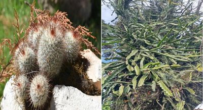 Impact of Silver Nanoparticles on Growth and Gene Expression in Cacti