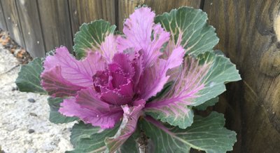 Using Cabbage Plants to Clean Soil by Studying Cadmium Tolerance Genes