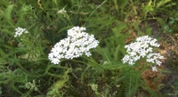 Analyzing and Comparing the Healing Powers of Two Medicinal Plants