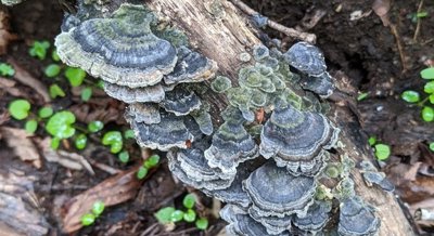 Harnessing Fungal Variety to Break Down Antibiotic Contaminants