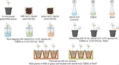Beneficial Soil Additives Improve Apple Tree Health and Natural Defenses