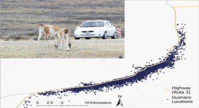 How Behavior Affects Road Choices In Guanacos