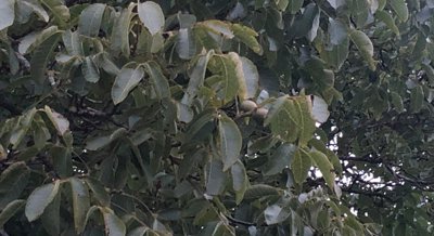 How Soil Fungi Partnership Changes Gene Activity in Walnut Tree Roots