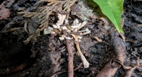 Mapping Vital Compounds in the Caterpillar Fungus with Advanced Imaging