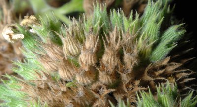 Study Finds Optimal Catnip Oil Dosage for Effective Anesthesia
