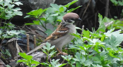 How Farming Practices and Conservation Efforts Impact Farmland Bird Populations
