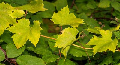 How Wild and Cultivated Grapevines Are Related: A Look at Italian Lambruscos
