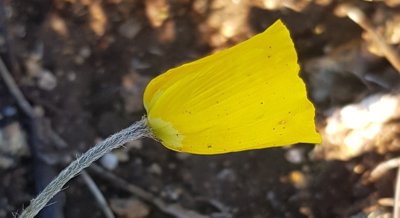 Comparing Plant DNA and Family Tree of Oreomecon nudicaulis in the Poppy Family