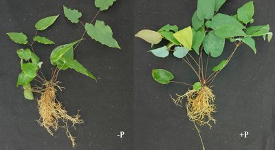 How Epimedium Plants Adapt to Low Phosphorus Using Gene and miRNA Analysis