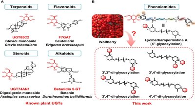 Understanding the Enzymes Behind the Health Benefits of Wolfberry Compounds