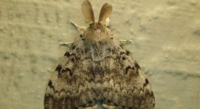 Genetics of Flight in Invasive Moths: Understanding a Complex Trait