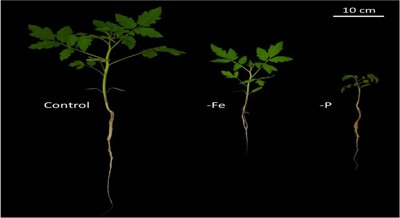 Understanding Nutrient Uptake in Young Tomato Plants Lacking Phosphorus and Iron