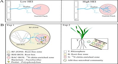 Understanding the Variety of Root Growth Traits in Different Fungal Strains