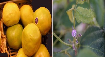 Plant Compounds May Help Prevent New Blood Vessel Growth in Lab Models of Cancer