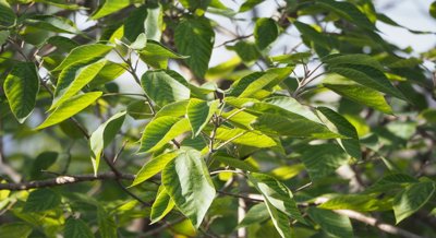 How Paper Mulberry Trees Handle and Tolerate Heavy Metals