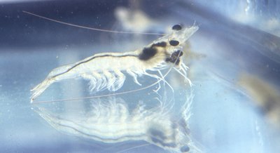 High-Density Genetic Map and Sex-Determination Genes in Pacific White Shrimp