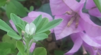 How Salt and Detergent with Minerals Impact Fenugreek Growth