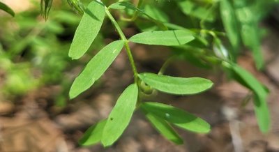 How Lentil Seeds Grow Under Different Water Conditions and Temperatures