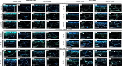How Low Oxygen Affects Tomato Cell Walls During Ripening