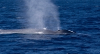 How Whales and Krill Gather Spotted by Ocean Mapping