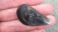 Cancer Jumps Between Sea Creatures in Polluted Waters