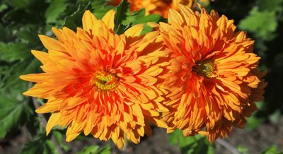 How Planting Dates and Fertilizers Affect Chrysanthemum Growth and Soil Health