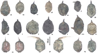 Fossil Study Reveals Surprising Link to Sedge Plant Family