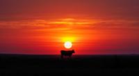 Live Yeast Supplements Boost Dairy Cow Health and Milk Production