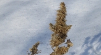 Exploring How Yarrow Plant Oil Affects Weed Growth