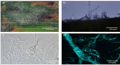 Advanced Imaging to Measure Rice Disease Spread
