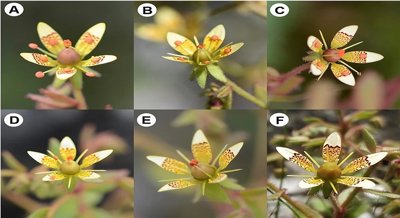Flower Stamen Movement in Response to Weather and Pollinator Visits