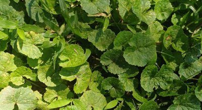 Centella Asiatica Extract's Effect on Liver Cancer Cells Using Metabolomics