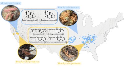 The Chemistry of Millipede Defense Secretions