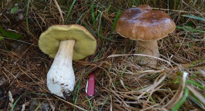 Harmful and Beneficial Elements in Edible and Toxic Mushrooms from the Forest