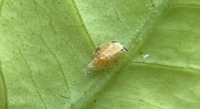 Enhancing Fungus Spores to Fight Citrus Pest