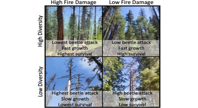 Forest Variety Boosts Pine Trees' Strength and Recovery from Multiple Challenges