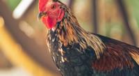 Identifying Key Genes for Unique Traits in Qingyuan Partridge Chicken