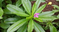 Ginseng Blend Slows Aging in Blood Vessels by Protecting Key Cells