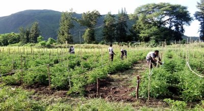Tomato Yield and Water Efficiency Affected by Nitrogen and Irrigation Levels