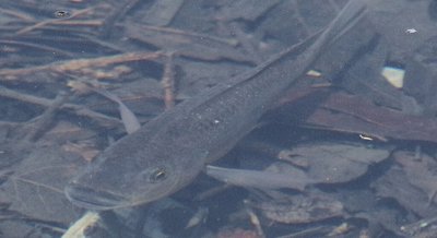 Salinity Effects on Protein Modifications in Fish Gills and Reproductive Organs