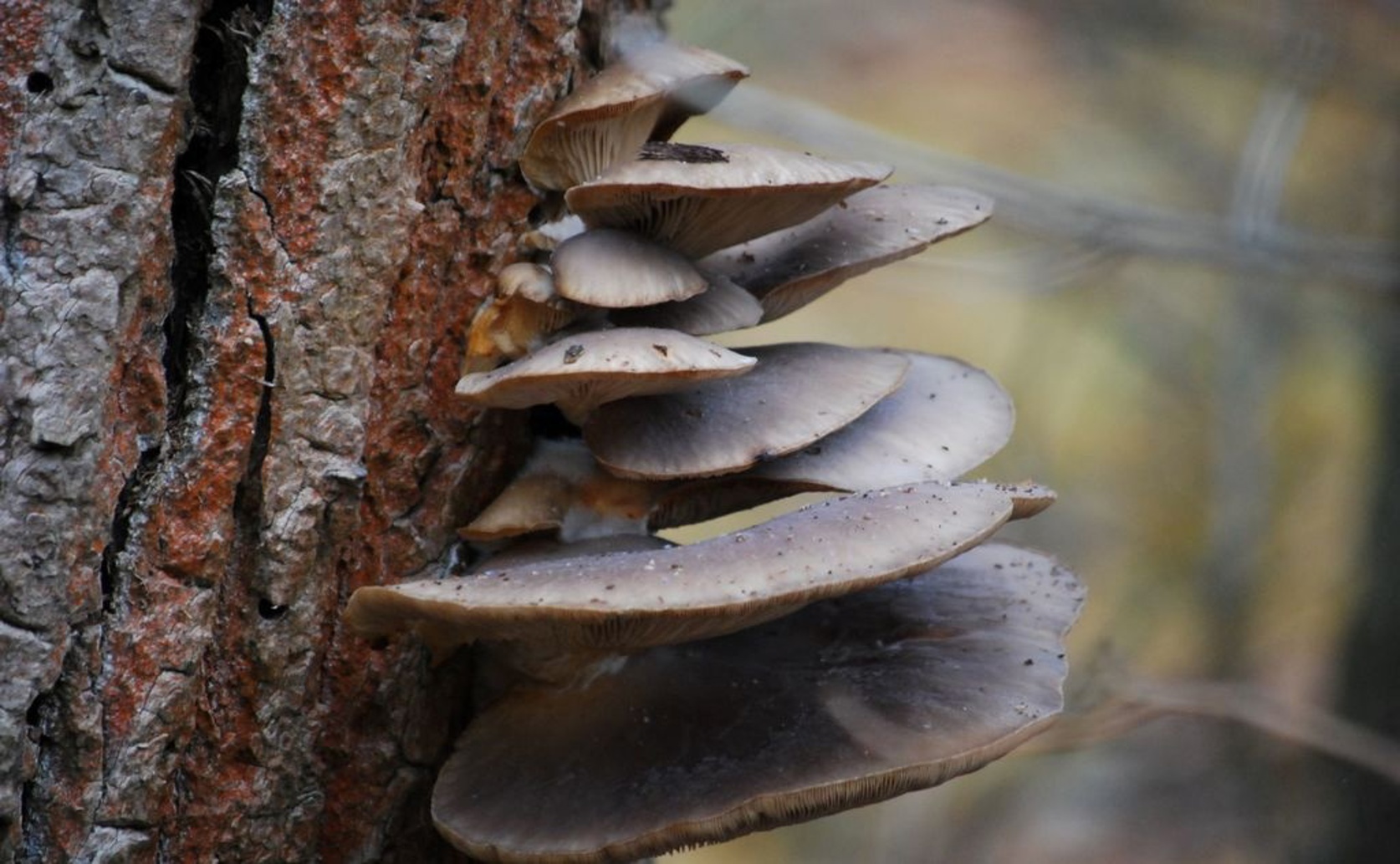 Boosting Nutritional Value of Olive and Walnut Waste Using Mushroom Fermentation