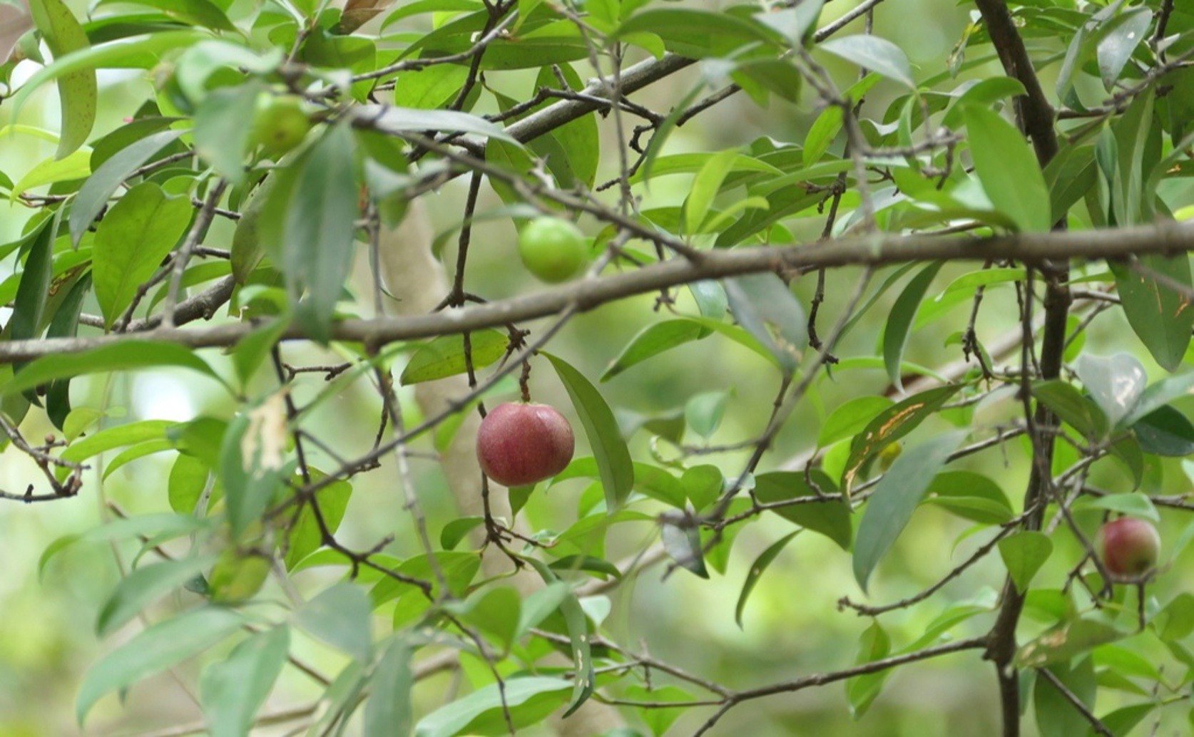 Evaluating Garcinia Fruit Extract Mouthrinse for Better Oral Hygiene