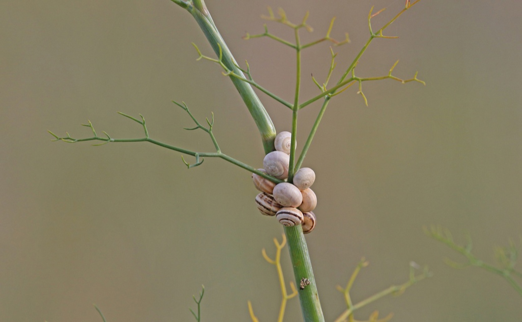 New Method to Create Compounds That Kill Harmful Garden Snails
