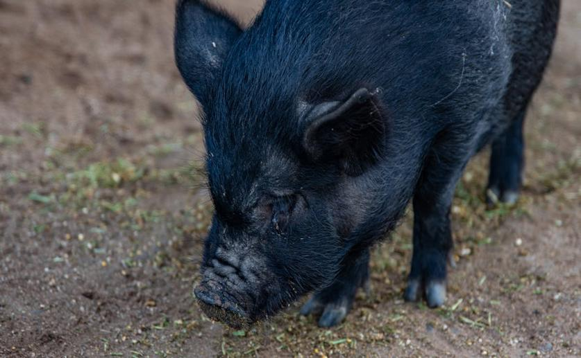 Genetic Differences Reveal Key Genes for Muscle Growth in Different Pig Breeds