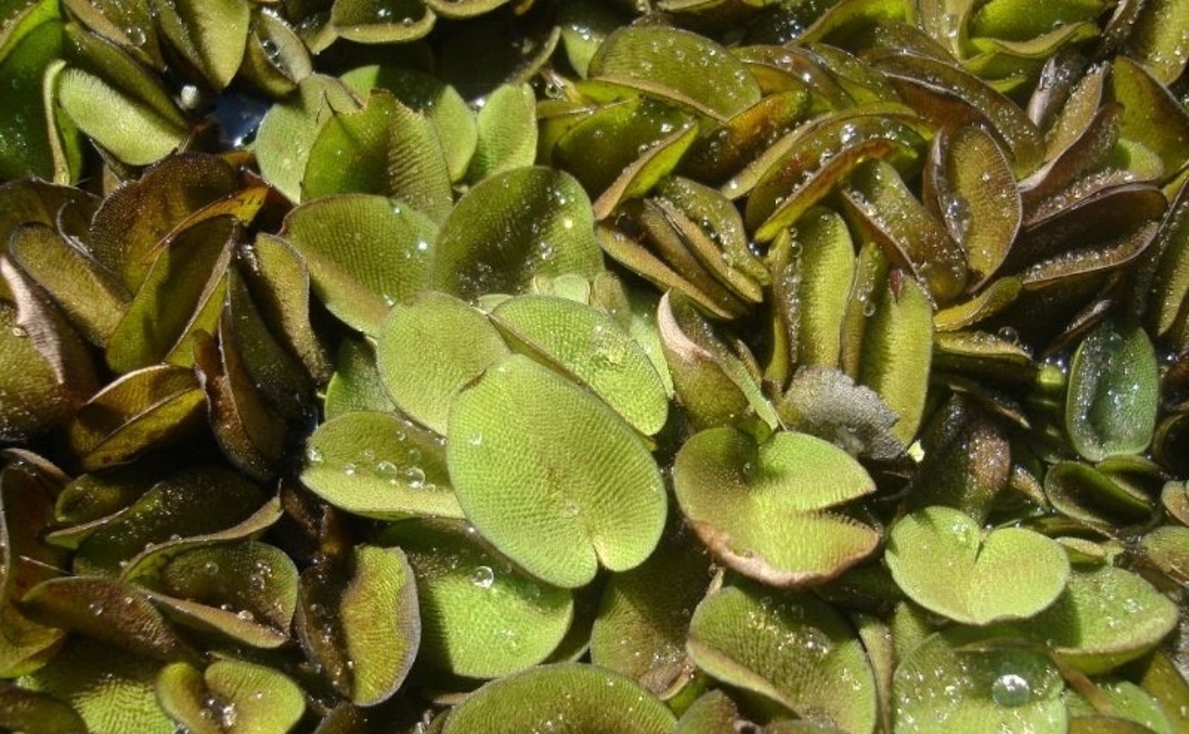 Effects of Plant Extracts on Algae Health and Toxicity