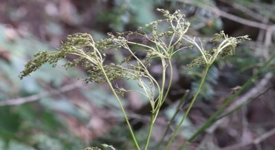 How Meadowsweet Extract Activates Immune Cells and How It Works